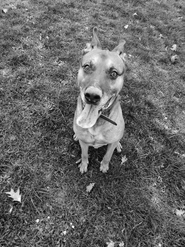 Hobby | honden lopen